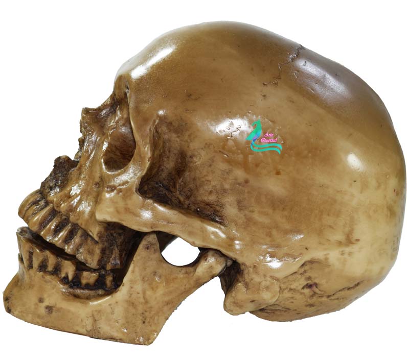 Cráneo Humano De Resina, Mandíbula Articulada , Para Escuela , Decoración Hueso sucio