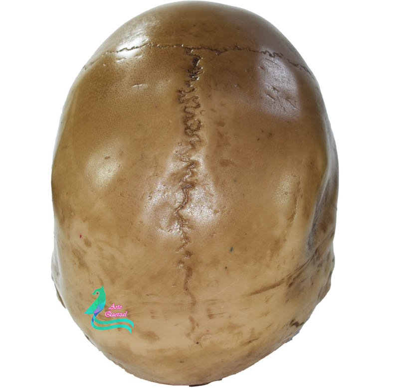 Cráneo Humano De Resina, Mandíbula Articulada , Para Escuela , Decoración Hueso sucio