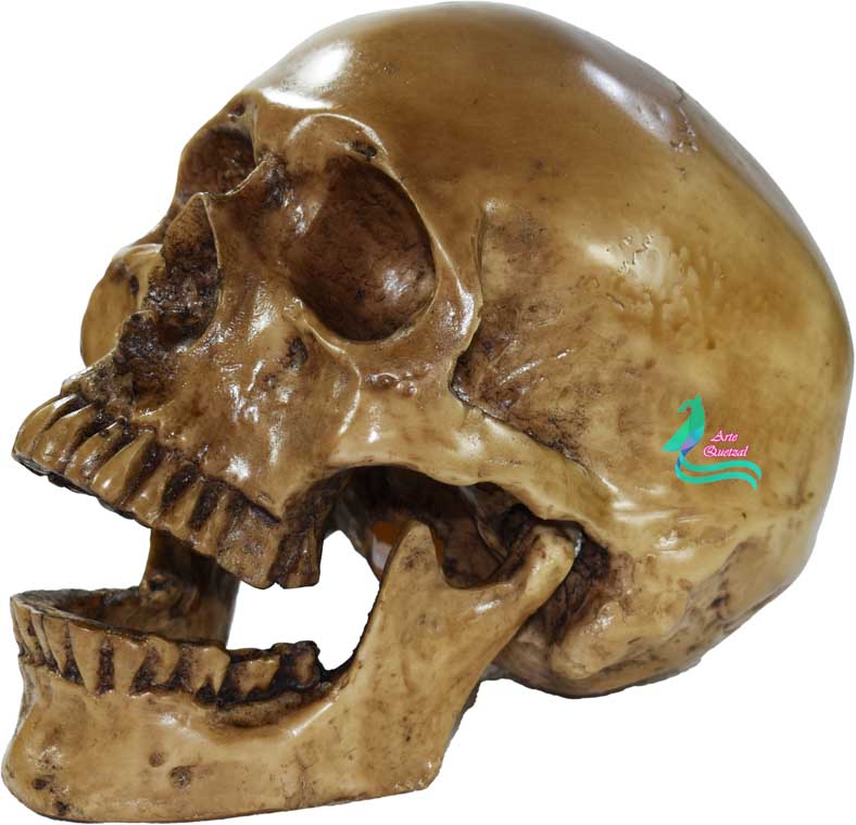 Cráneo Humano De Resina, Mandíbula Articulada , Para Escuela , Decoración Hueso sucio