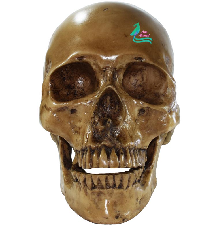 Cráneo Humano De Resina, Mandíbula Articulada , Para Escuela , Decoración Hueso sucio