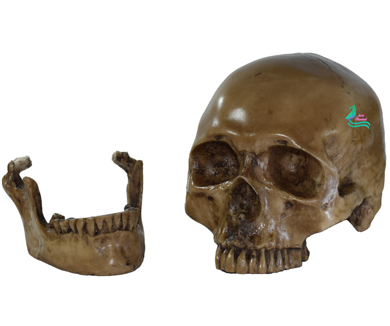 Cráneo Humano De Resina, Mandíbula Articulada , Para Escuela , Decoración Hueso sucio