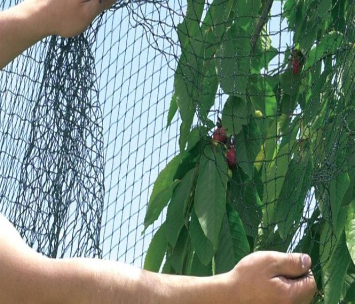 Malla Antipájaro, Antimuercielago, Antipalomas Tejida 5x6m