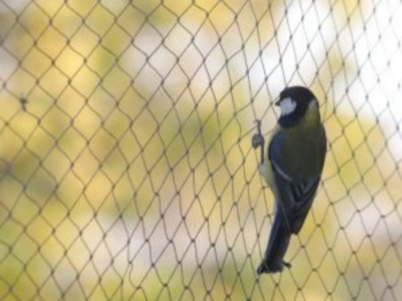 Malla Antipájaro, Antimuercielago, Antipalomas Tejida 5x7m