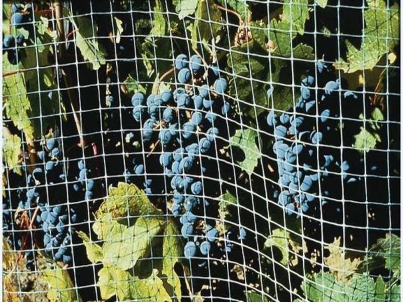 Malla Antipájaro, Antimuercielago, Antipalomas Tejida 5x150m