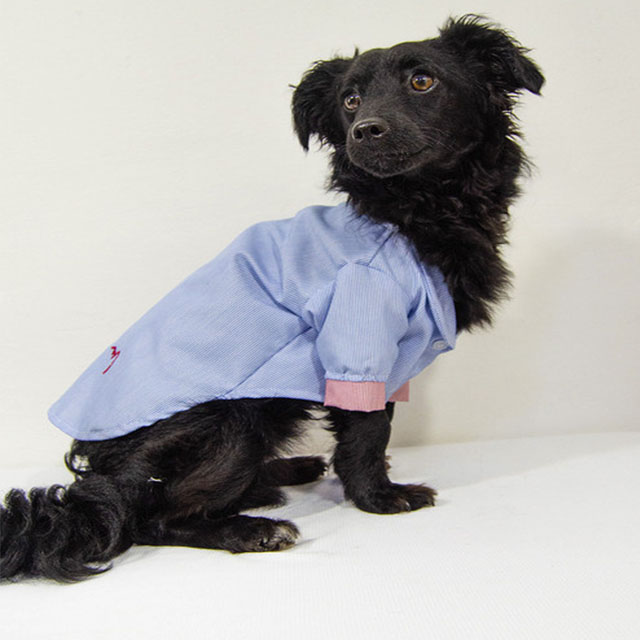 Smoking Amore para Perros de la Marca Mascotti