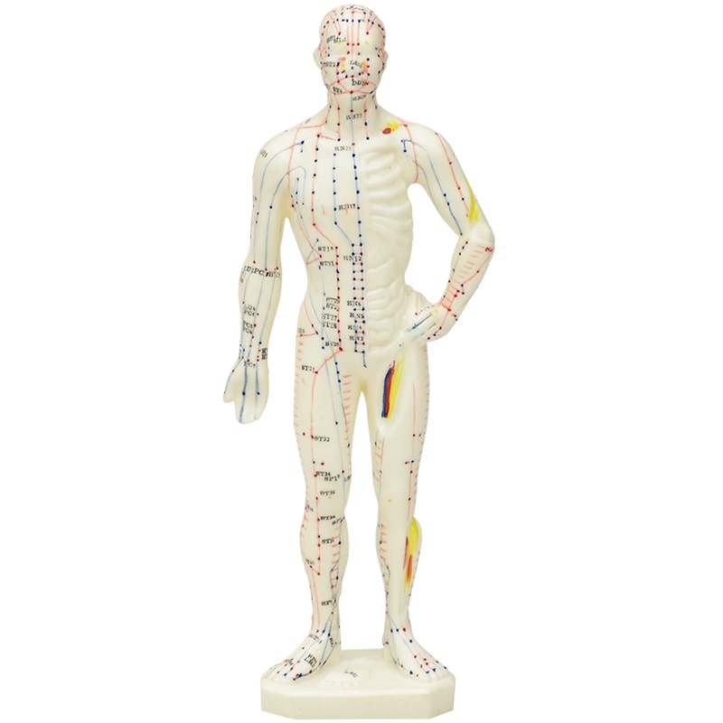 Zeigen Modelo Anatómico del Cuerpo Humano Para Acupuntura