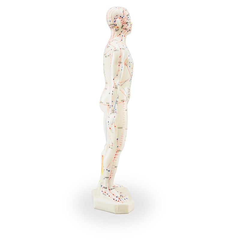 Zeigen Modelo Anatómico del Cuerpo Humano Para Acupuntura