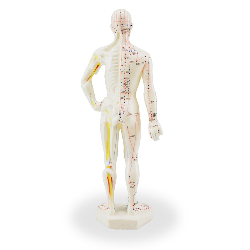 Zeigen Modelo Anatómico del Cuerpo Humano Para Acupuntura