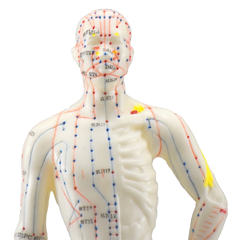 Zeigen Modelo Anatómico del Cuerpo Humano Para Acupuntura