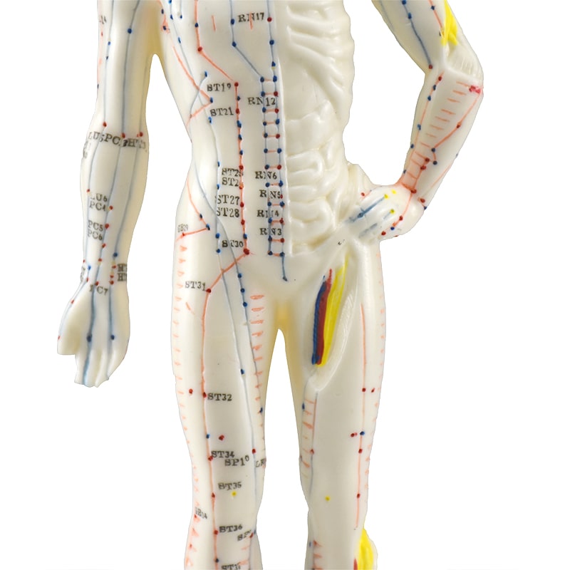 Zeigen Modelo Anatómico del Cuerpo Humano Para Acupuntura