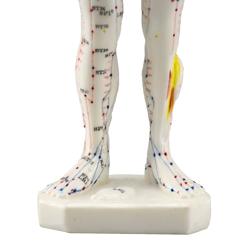 Zeigen Modelo Anatómico del Cuerpo Humano Para Acupuntura