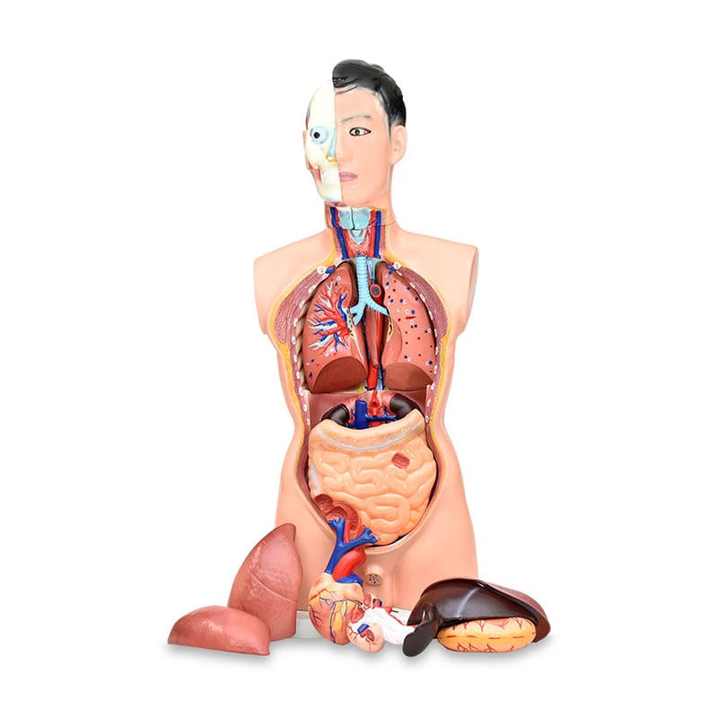 Modelo anatomico de cuerpo humano (torso)