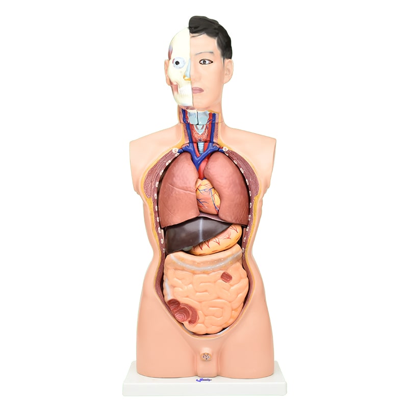ZEIGEN  Torso Masculino 85cm Modelo Anatomico  Educación