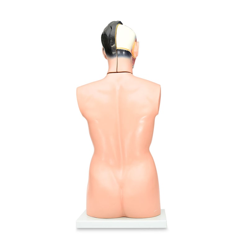 ZEIGEN  Torso Masculino 85cm Modelo Anatomico  Educación