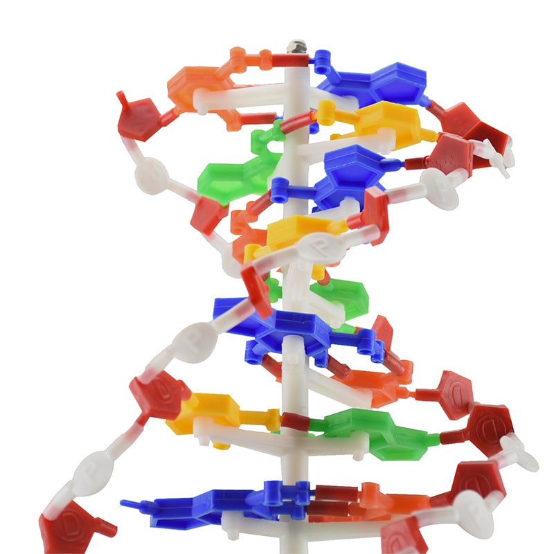 ZEIGEN Modelo Anatomico Adn Doble Helice