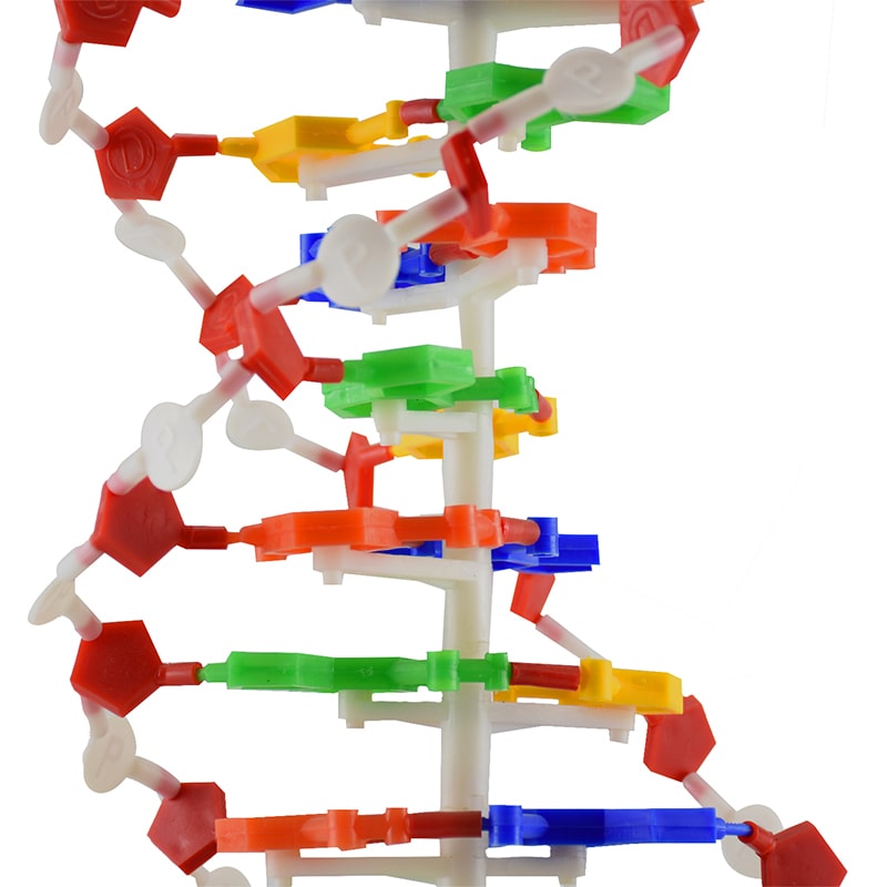 ZEIGEN Modelo Anatomico Adn Doble Helice