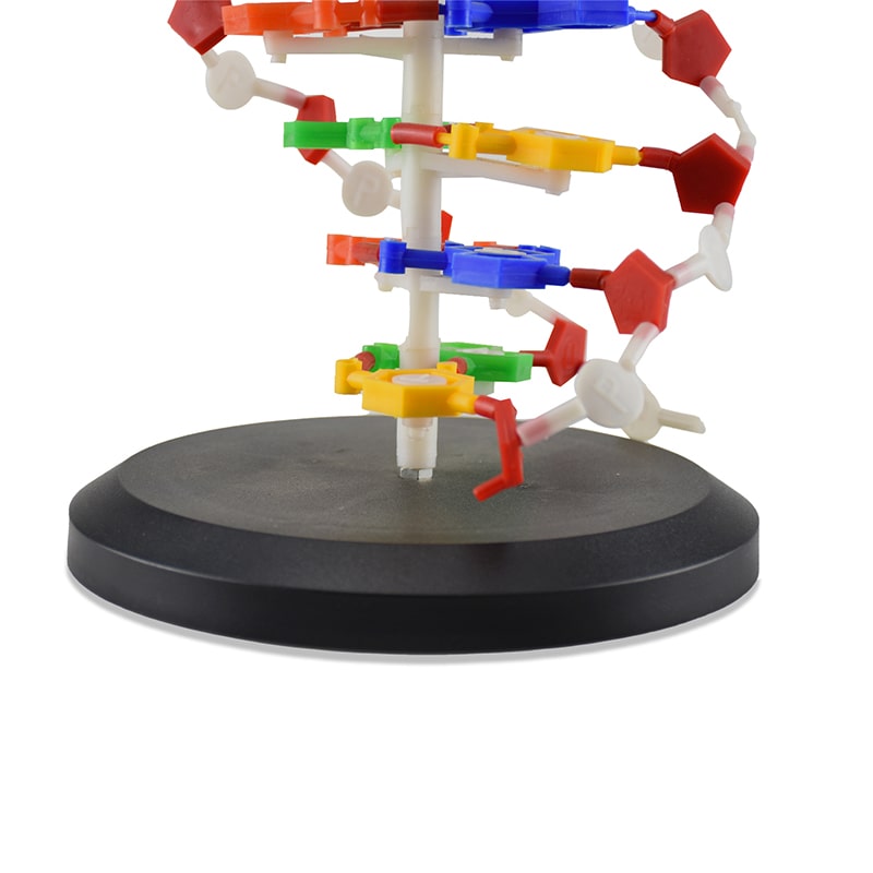 ZEIGEN Modelo Anatomico Adn Doble Helice