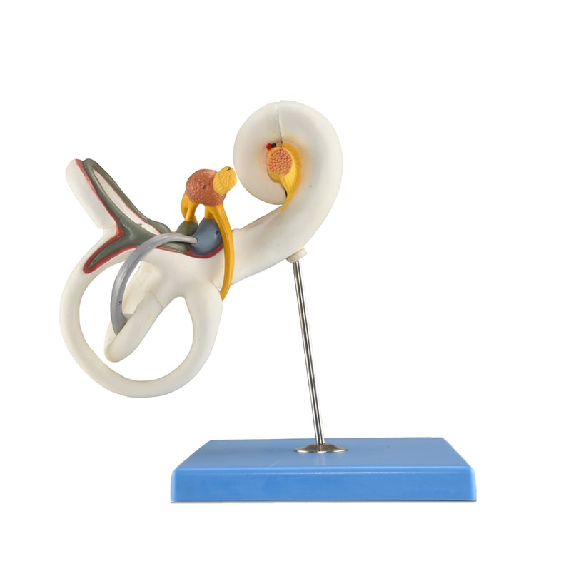 ZEIGEN Modelo Anatómico De Laberinto De Oído para educación médica