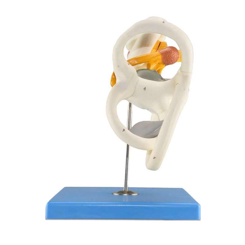 ZEIGEN Modelo Anatómico De Laberinto De Oído para educación médica