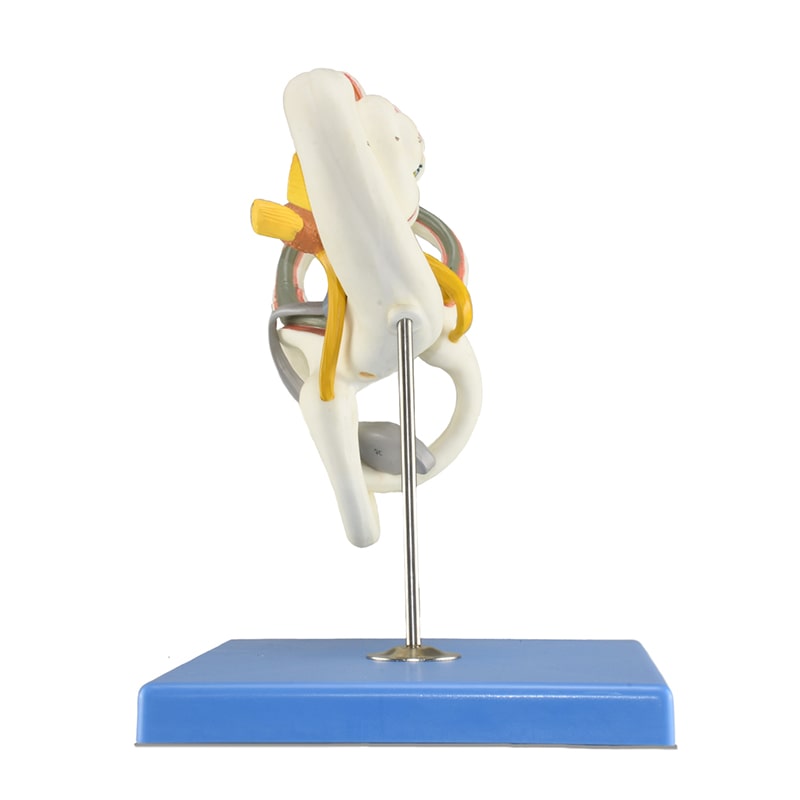 ZEIGEN Modelo Anatómico De Laberinto De Oído para educación médica