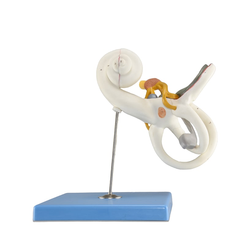 ZEIGEN Modelo Anatómico De Laberinto De Oído para educación médica