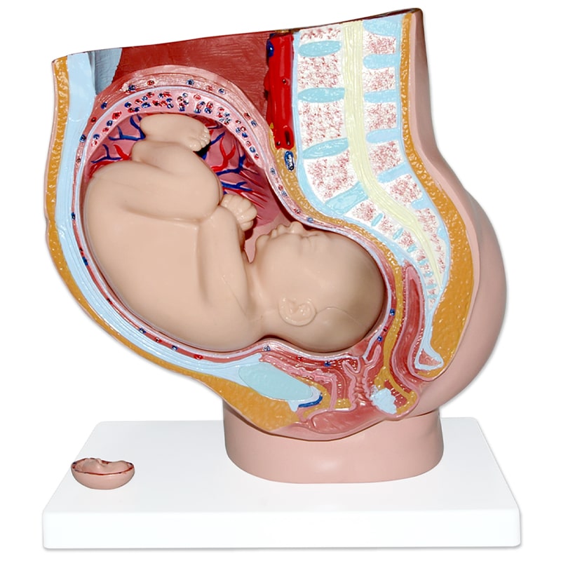Modelo Anatómico Gigante de Embarazo de Parácticas de Ginecologia  