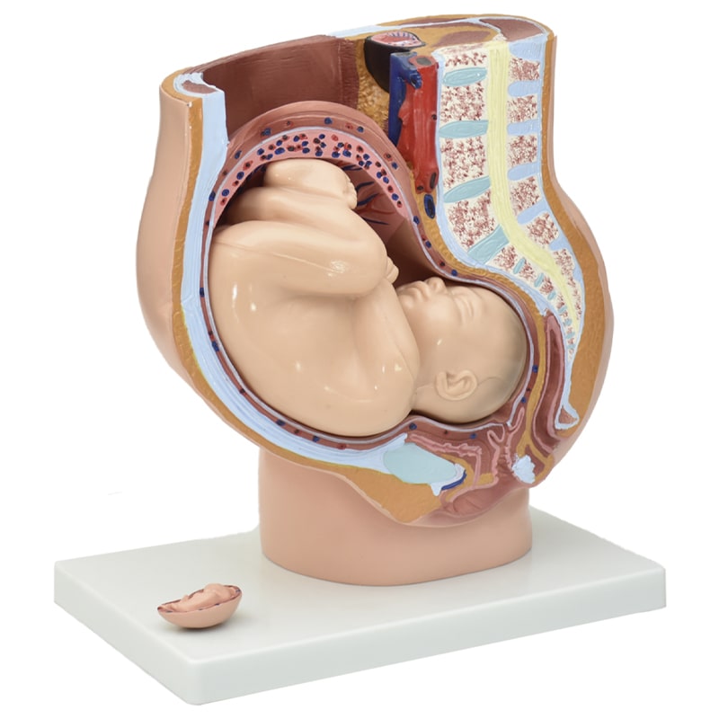 Modelo Anatómico Gigante de Embarazo de Parácticas de Ginecologia  