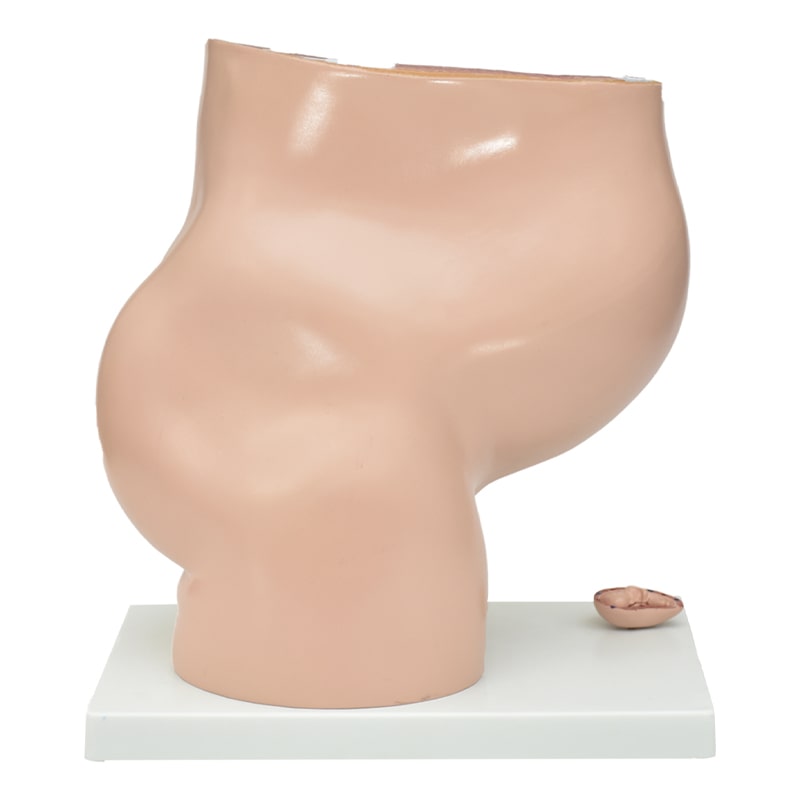 Modelo Anatómico Gigante de Embarazo de Parácticas de Ginecologia  