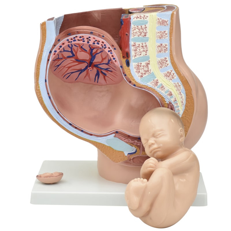 Modelo Anatómico Gigante de Embarazo de Parácticas de Ginecologia  