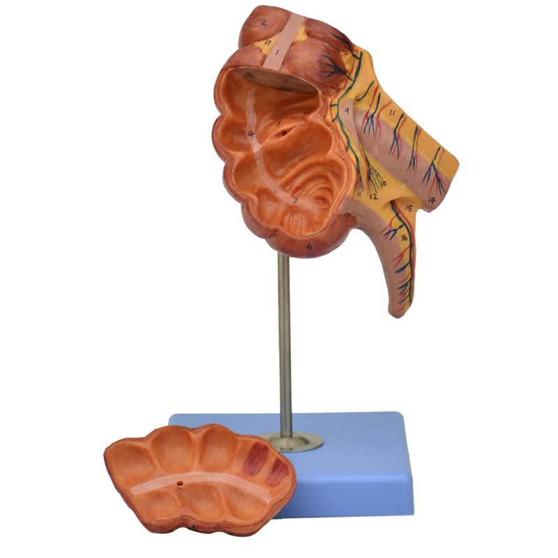 ZEIGEN Modelo Anatómico De Apéndice E Intestino Ciego