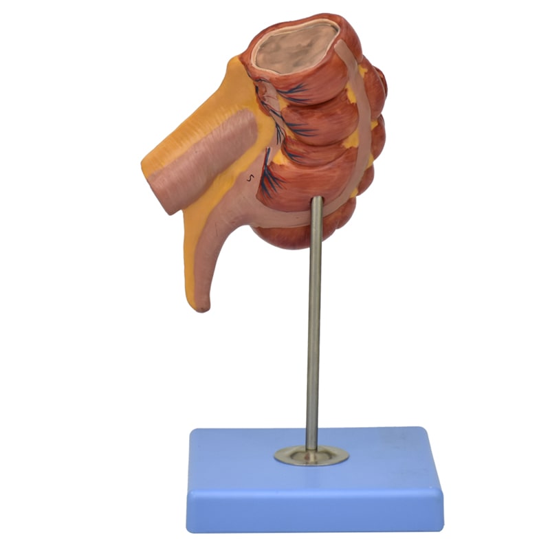 ZEIGEN Modelo Anatómico De Apéndice E Intestino Ciego