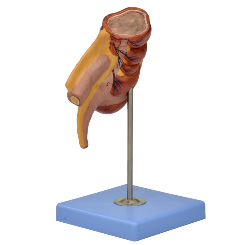 ZEIGEN Modelo Anatómico De Apéndice E Intestino Ciego