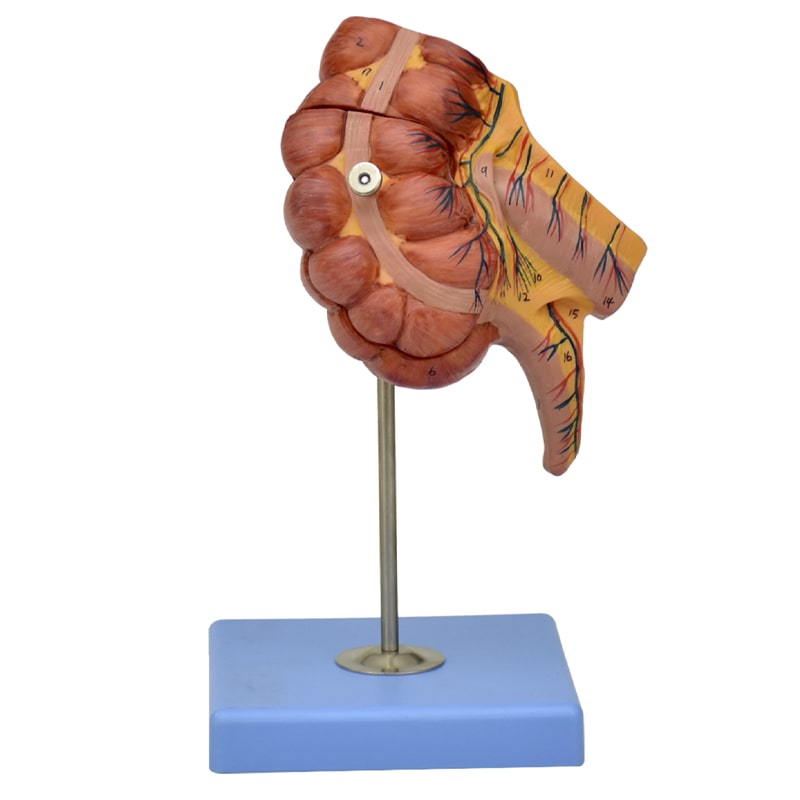 ZEIGEN Modelo Anatómico De Apéndice E Intestino Ciego