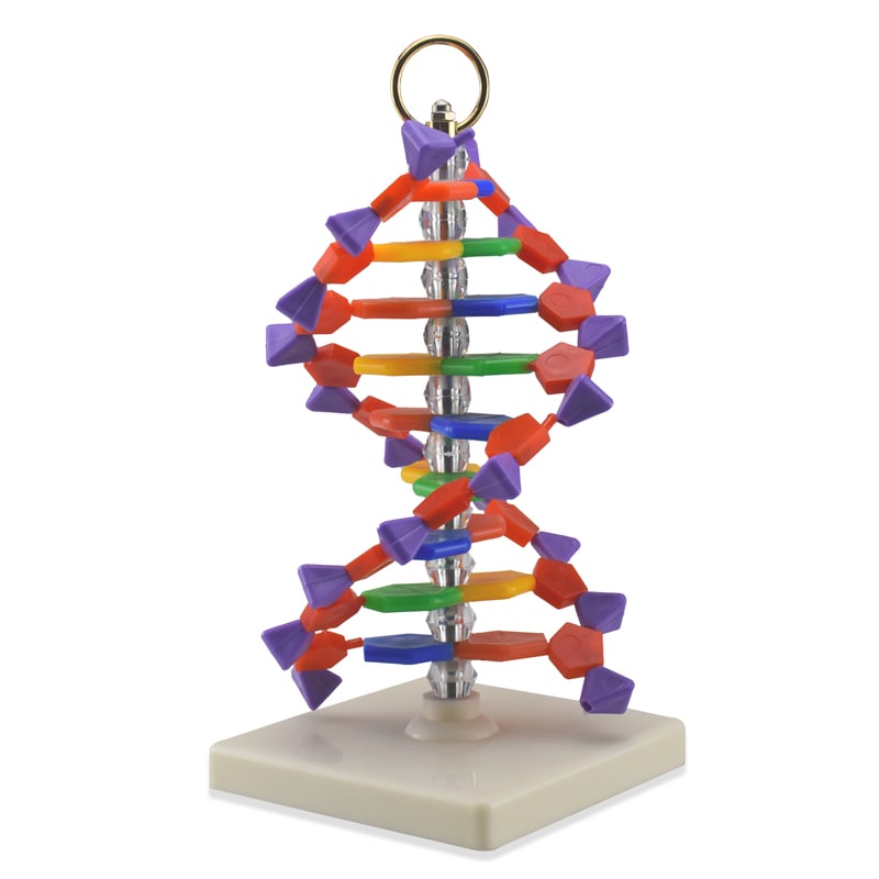 ZEIGEN Modelo Anatomico Del Adn Quimica Organica Educacion