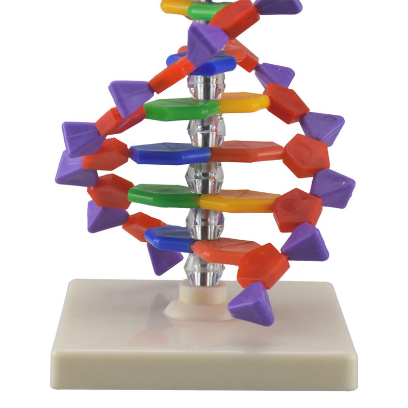 ZEIGEN Modelo Anatomico Del Adn Quimica Organica Educacion