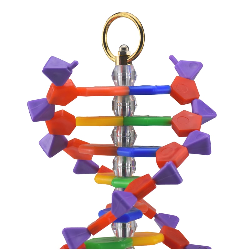 ZEIGEN Modelo Anatomico Del Adn Quimica Organica Educacion