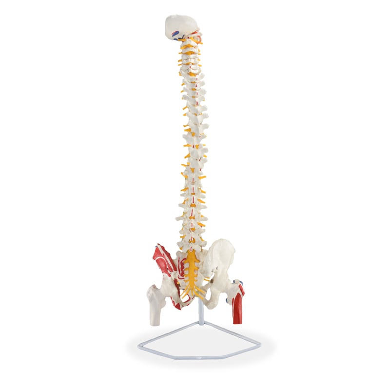 ZEIGEN  Modelo Anatomico De Columna Vertebral Con Femur Y Colores