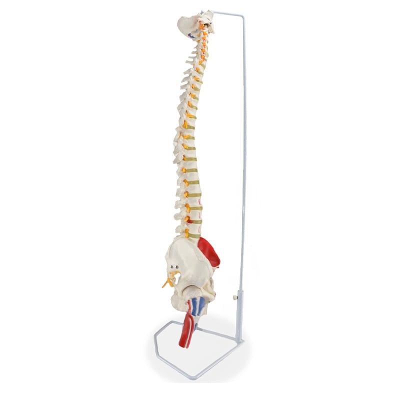ZEIGEN  Modelo Anatomico De Columna Vertebral Con Femur Y Colores