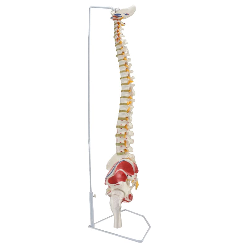 ZEIGEN  Modelo Anatomico De Columna Vertebral Con Femur Y Colores