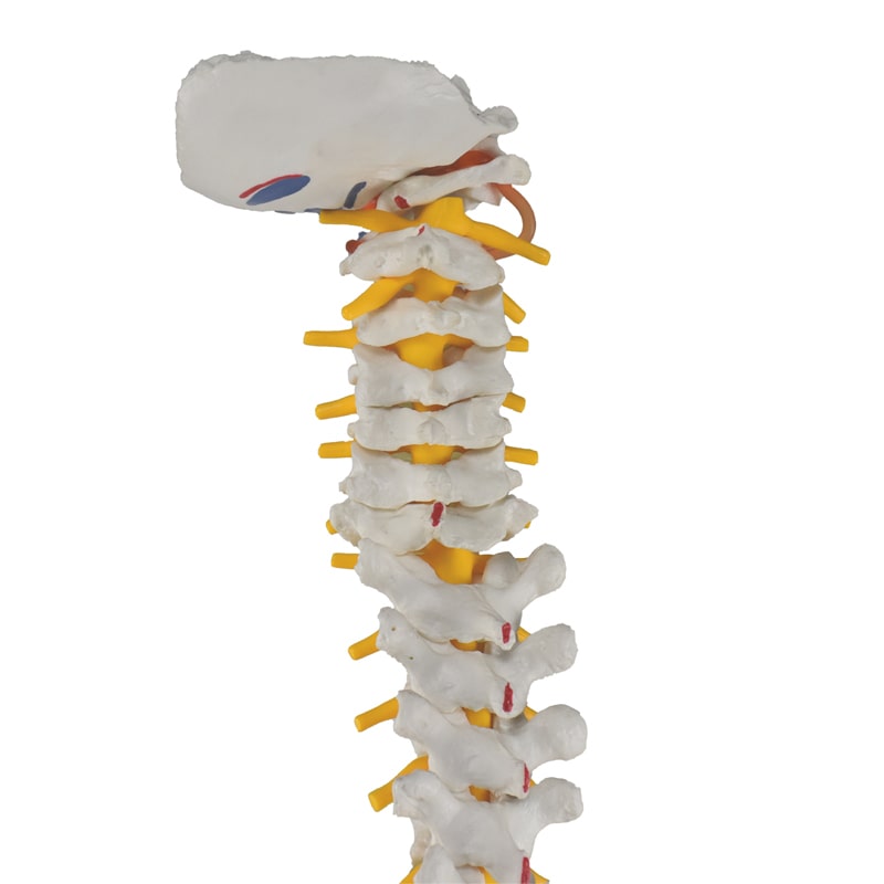 ZEIGEN  Modelo Anatomico De Columna Vertebral Con Femur Y Colores