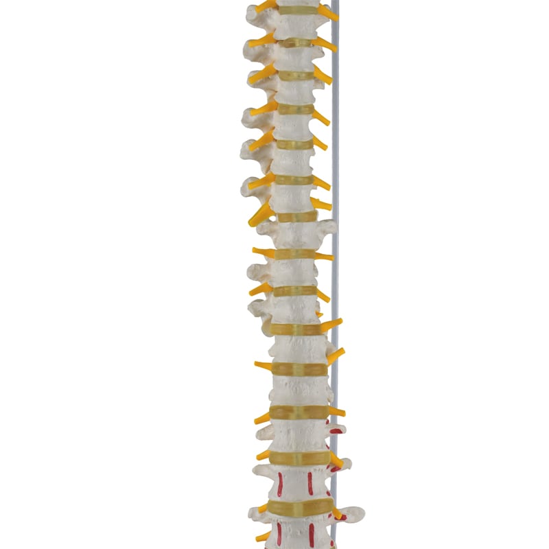 ZEIGEN  Modelo Anatomico De Columna Vertebral Con Femur Y Colores