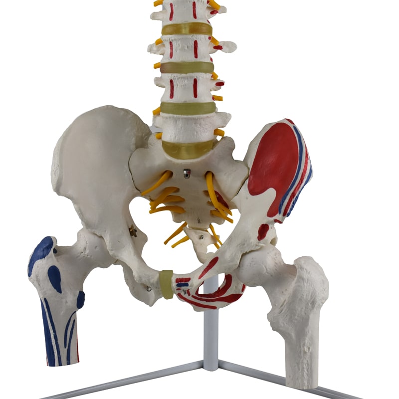 ZEIGEN  Modelo Anatomico De Columna Vertebral Con Femur Y Colores