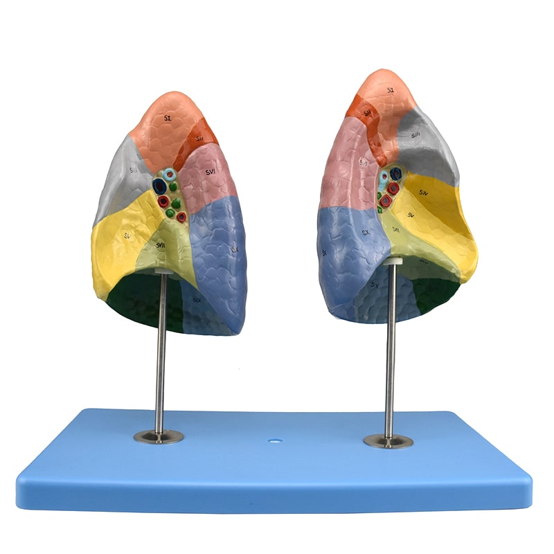 ZEIGEN Modelo Anatómico De Segmentos Pulmonares para la Enseñanza