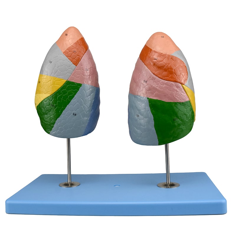 ZEIGEN Modelo Anatómico De Segmentos Pulmonares para la Enseñanza