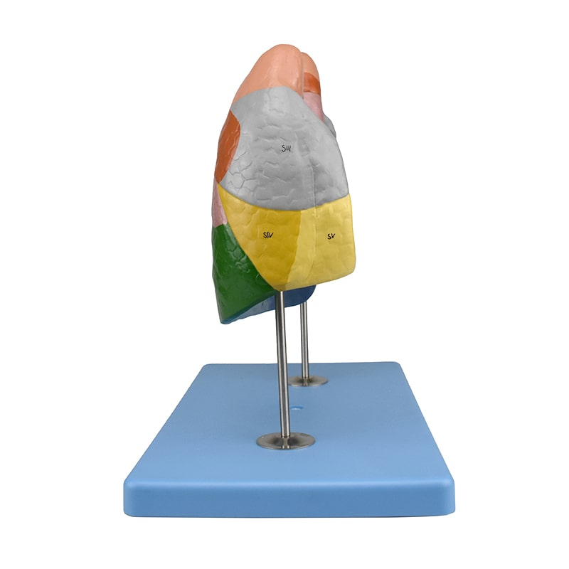 ZEIGEN Modelo Anatómico De Segmentos Pulmonares para la Enseñanza