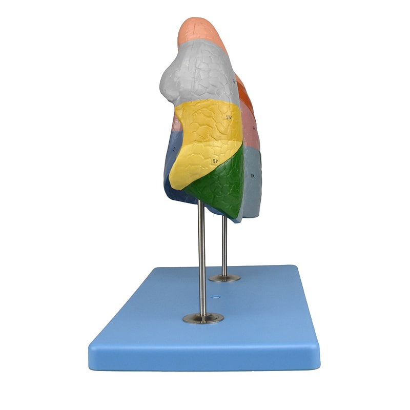 ZEIGEN Modelo Anatómico De Segmentos Pulmonares para la Enseñanza