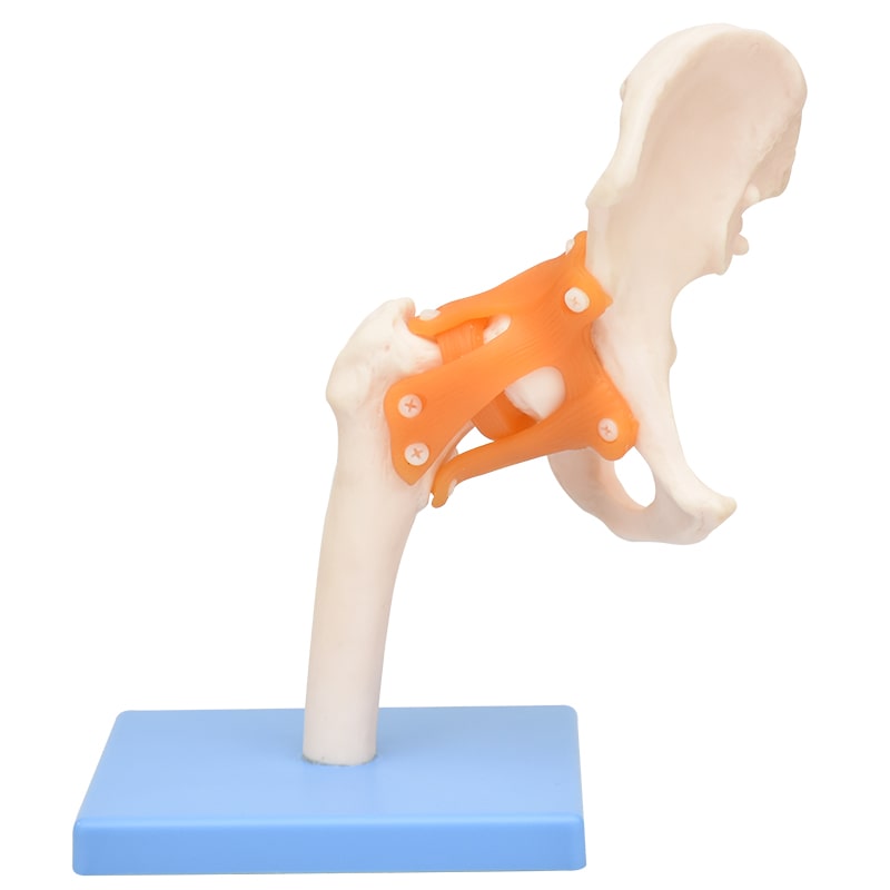 ZEIGEN Modelo Anatómico De Articulación De Cadera Gigante 