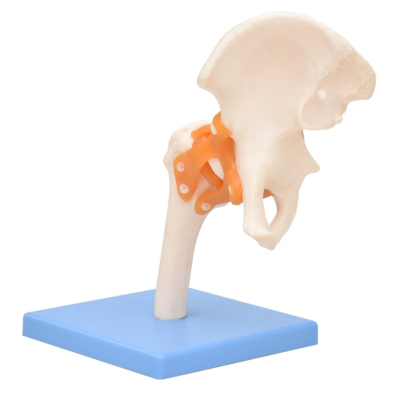 ZEIGEN Modelo Anatómico De Articulación De Cadera Gigante 