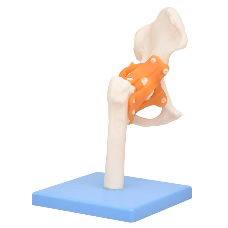 ZEIGEN Modelo Anatómico De Articulación De Cadera Gigante 