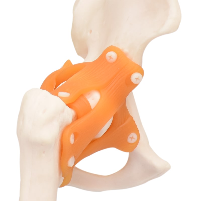 ZEIGEN Modelo Anatómico De Articulación De Cadera Gigante 